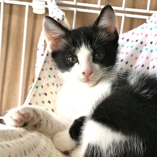 【マンタ】おかげさまで里親様が決まりました。