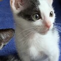 【シャチ】おかげさまで里親さまが決まりました