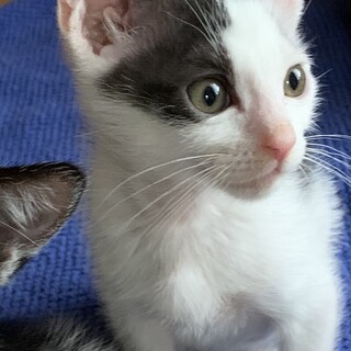 【シャチ】おかげさまで里親さまが決まりました