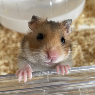 ゴールデンハムスター