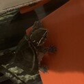 ミシシッピニオイガメ　里親募集中