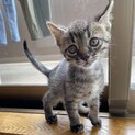 【空太】おかげさまで里親様が決まりました。