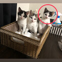 生後まもなく2ヶ月の子猫です、里親お願いします！