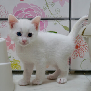 仲良し兄妹一緒に新たなご家族ができました！