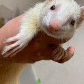 急募