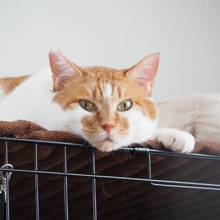 にゃんにゃん♬にゃん吉～