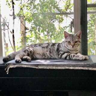 【募集終了】アメショ☆男の子 9ヶ月血統書去勢済