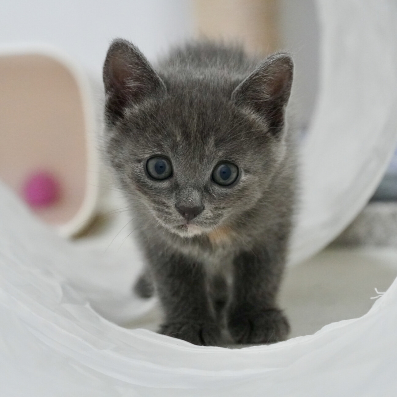 珍しいグレーの可愛い女の 宮城県 猫の里親募集 ペットのおうち 月間利用者150万人