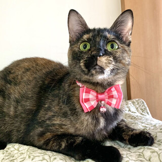 グリーン瞳！美サビ猫！抱っこ好き！