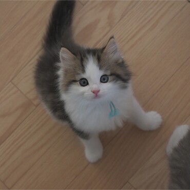 この時の写真に一目惚れしてお迎えしました