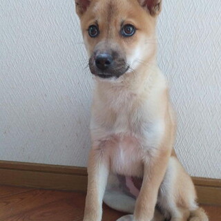 お問い合せを頂きました・不妊手術済子犬