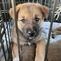 保護犬を迎えませんか？♂