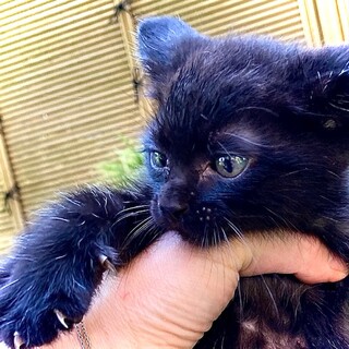 黒ぽん2　幸運のカギしっぽ