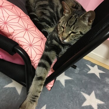 ここのところ毎日嘔吐をしてたかいちゃん。フードを減らしたら治った！与えすぎが原因だったのかな。。