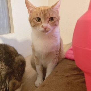 メス × 「茶白猫」を含む」猫の里親募集情報 :: ペットのおうち【月間 