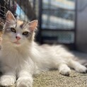 ノルウェージャンののどなり