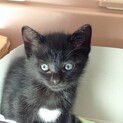 隠れハートの黒こねこメイサ