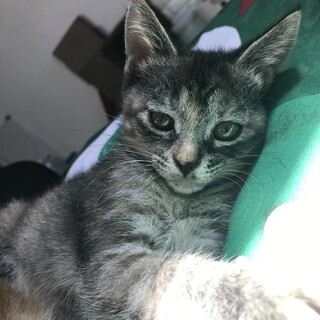 キジトラ美猫姉妹2匹里親募集中