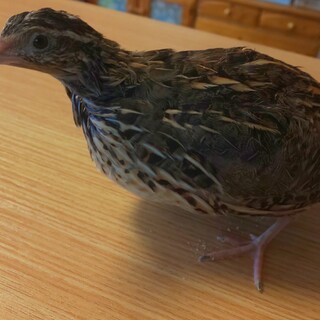 ウズラ、オスメス複数の里親募集