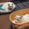 かおるりさ
