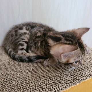 ベンガルの男の子