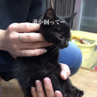 人馴れ抜群！可愛い黒の子猫ちゃん♪。.:＊