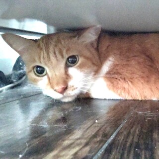 沢山撫でてもらいたい甘えん坊☆スティーブくん