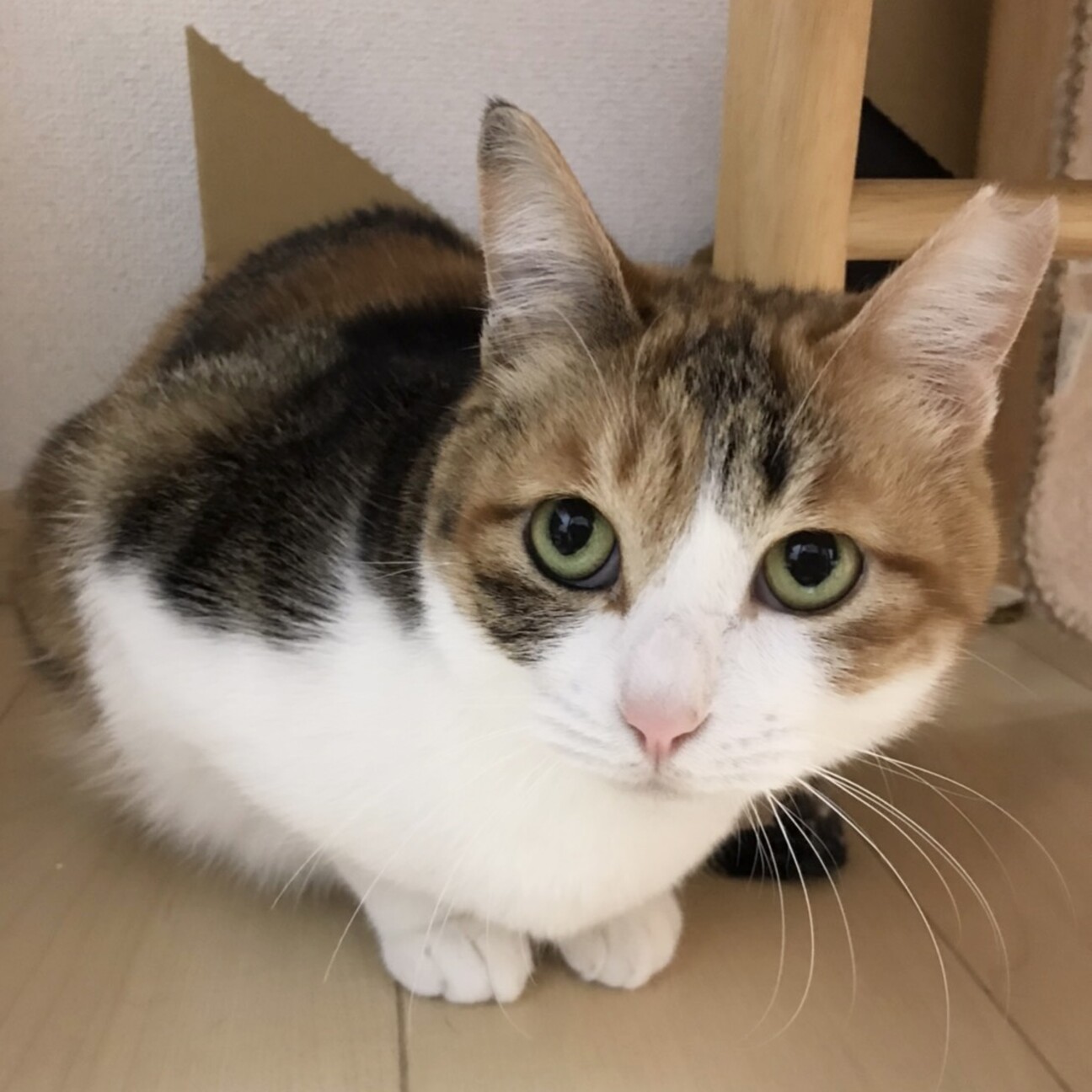 成猫・お留守番OK！三毛」大阪府 - 猫の里親募集(364955) 1枚