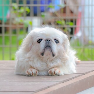 ペキの瑠璃丸ちゃん♡