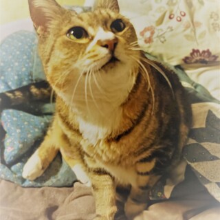 ブサカワ！ユーモラスたっぷりのアメショちゃん