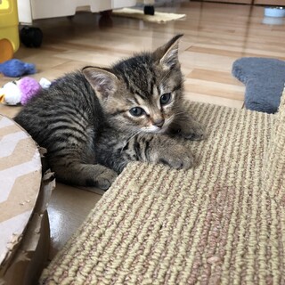 ありがとうございました★ふわキジ虎ロジャーくん