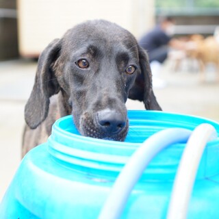 急募！！プロット系の可愛い懐っこい女の子