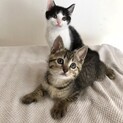 おかっぱかわいいワカメちゃんとキノコくん