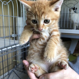 5兄弟姉妹の茶トラ♂(1匹目)