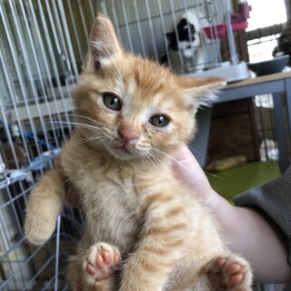 5兄弟姉妹の茶トラ♂2匹目