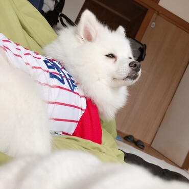の写真