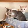 【ボレロ】おかげさまで里親様が決まりました。 サムネイル3