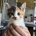 5兄弟姉妹のミケ♀2ヶ月