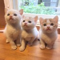 アイドルみたいな美猫3兄弟(2匹以上で)