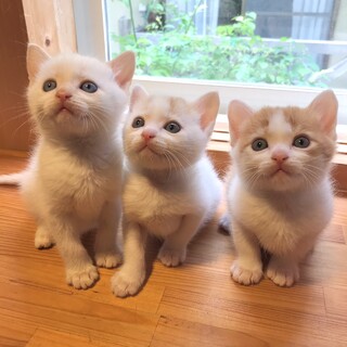 アイドルみたいな美猫3兄弟(2匹以上で)