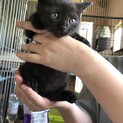 5兄弟姉妹のクロ♀2ヶ月
