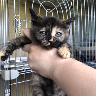 5兄弟姉妹のサビ柄♀2ヶ月