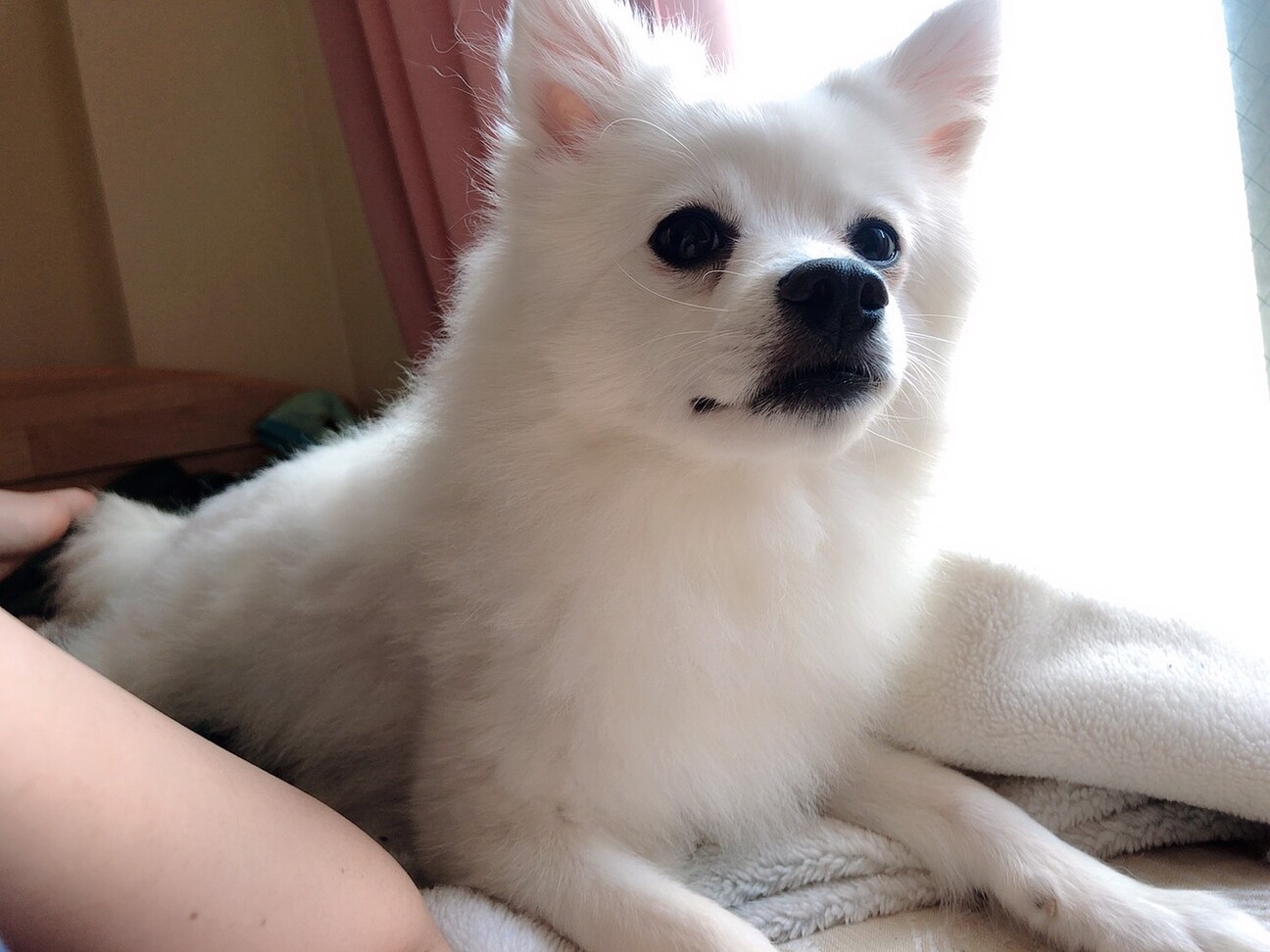 もふもふ白い天使 すーちゃん 千葉県 犬の里親募集 ペットのおうち 月間利用者150万人