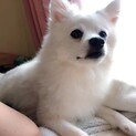 もふもふ白い天使❣️すーちゃん
