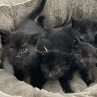 ミルクで育てた甘えん坊な黒黒５兄妹です♪