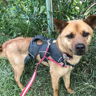 雑種 かわいい を含む 犬の里親募集情報 ペットのおうち 月間利用者150万人