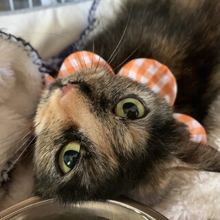 白血病ですが元気です♪甘えん坊で美しいサビ猫さん♡