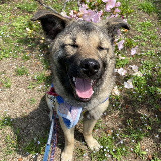 ポルト（ミックス）　