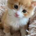 大阪藤井寺お見合い会参加猫ヤオ♂茶白子猫