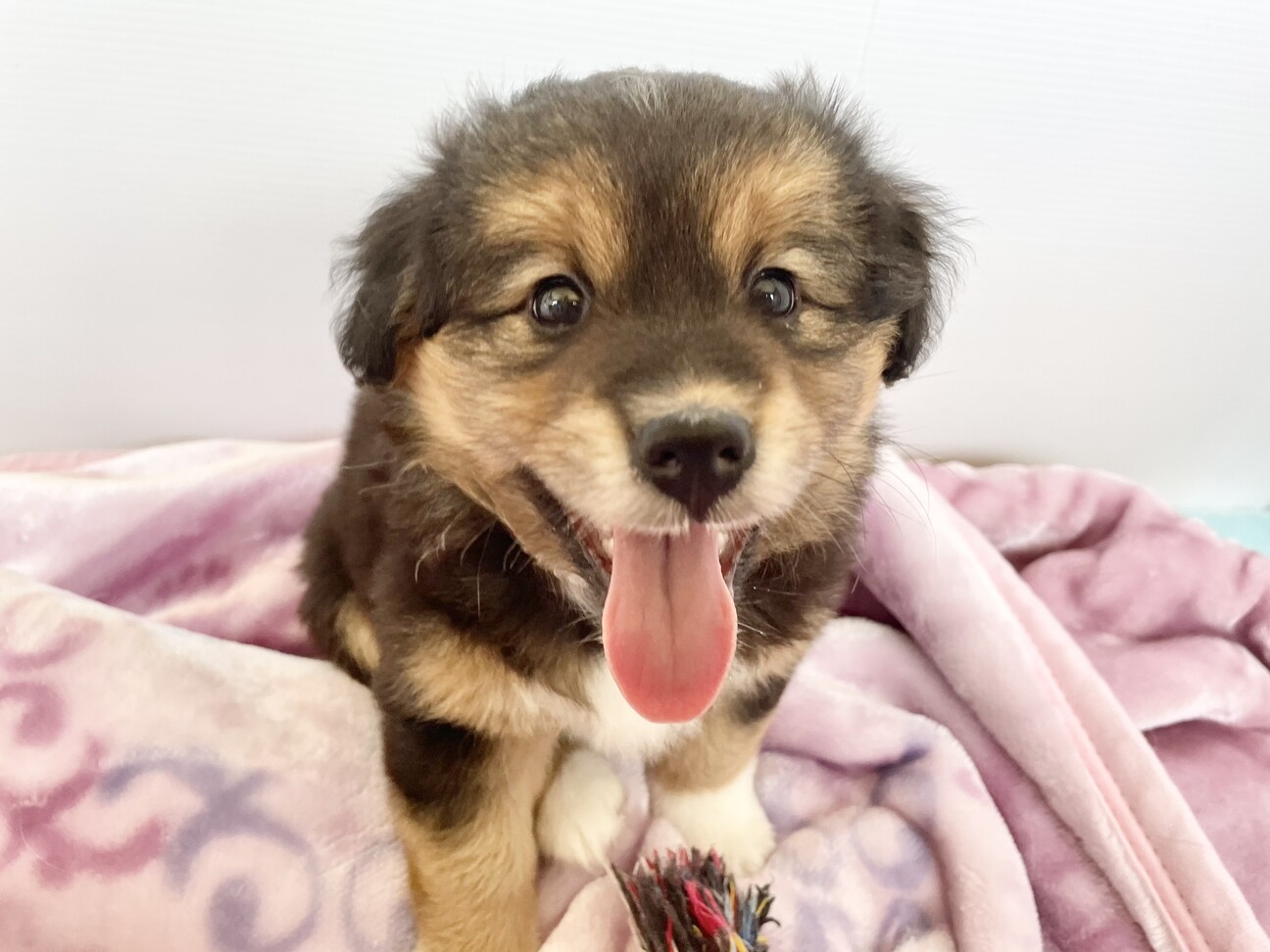 ２か月の男の子 ウニちゃ 福島県 犬の里親募集 ペットのおうち 月間利用者150万人